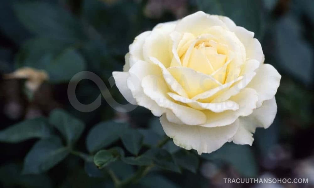 Hoa hồng trắng - biểu tượng may mắn của Cự Giải