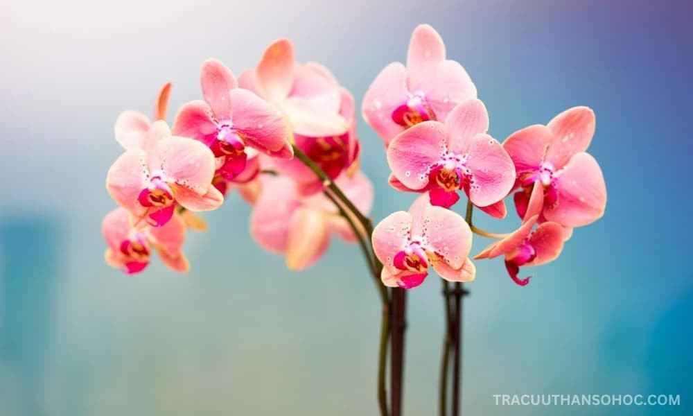 Hoa lan - loài hoa may mắn của Bảo Bình
