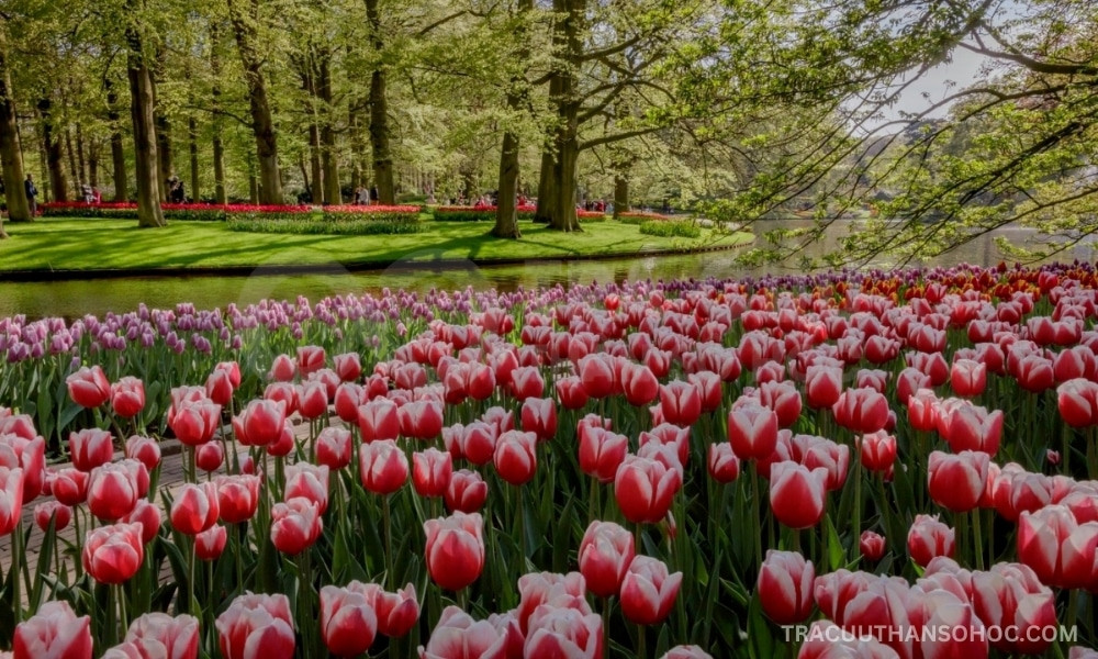 Hoa tulip - biểu tượng may mắn của cung Xử Nữ