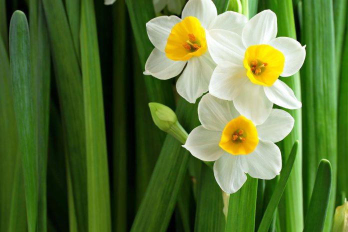 12 loài hoa tượng trưng cho 12 tháng sinh tiết lộ điều gì về con người bạn?