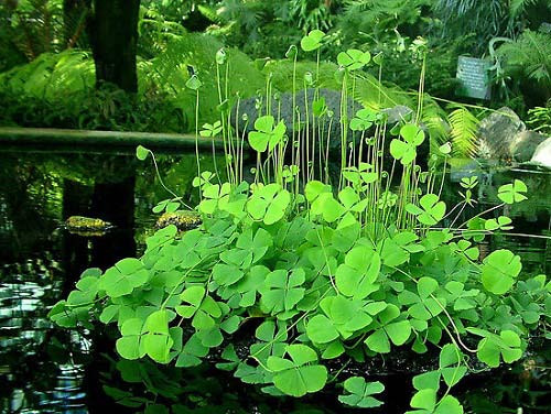 3 chòm sao đại cát đại lợi, gặp toàn chuyện may trong tháng 10