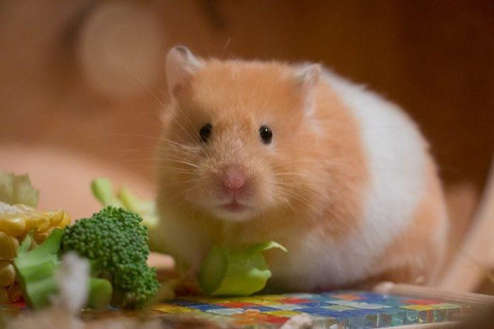 Cự Giải nên nuôi hamster