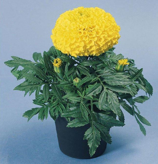 Cúc Vạn Thọ tháng 10