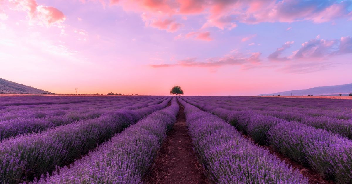 Lavender