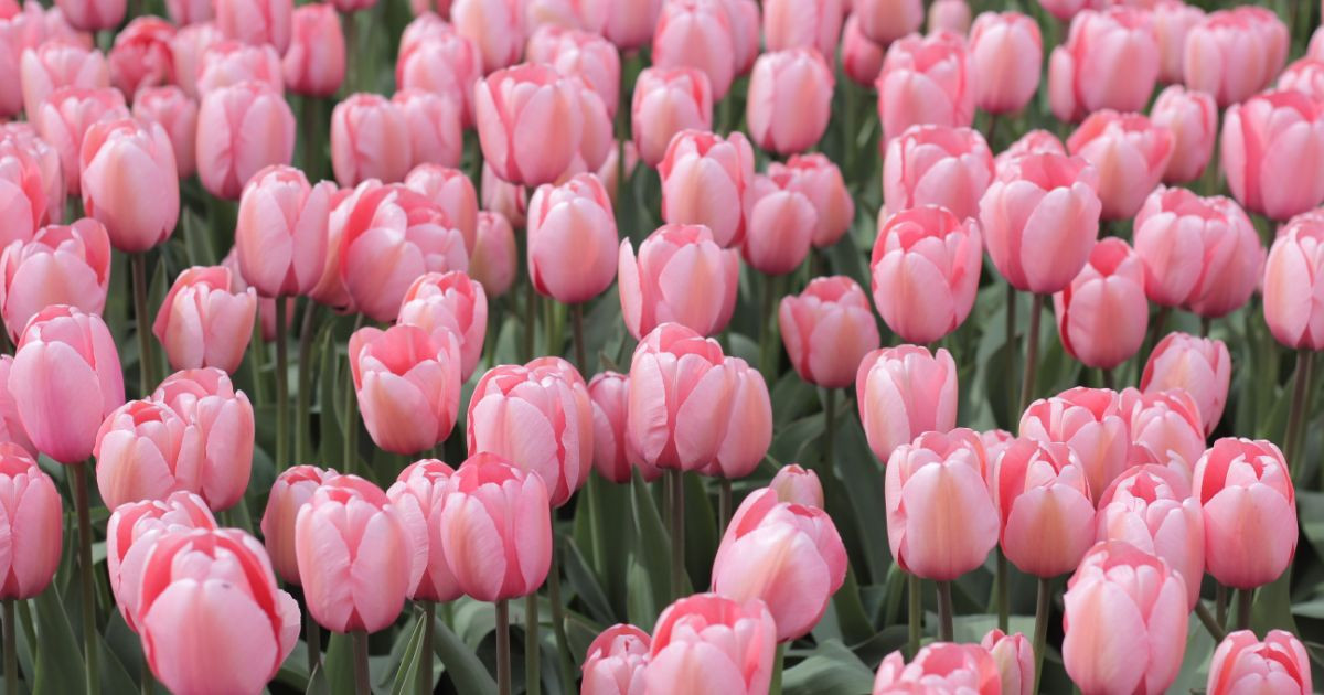 Tulip